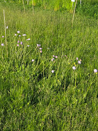 Knautia arvensis phytometers